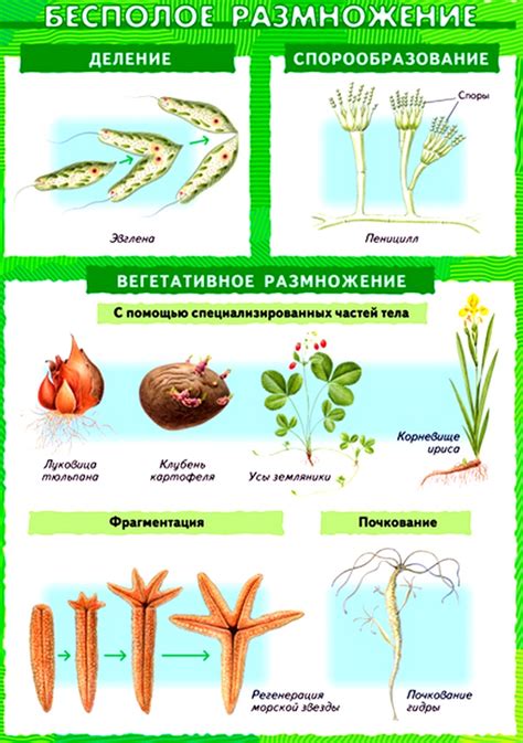 Размножение и подбор качественных растений