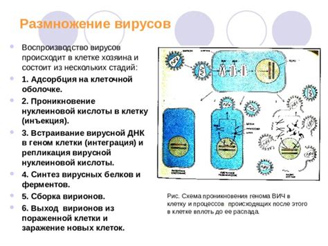 Размножение и сборка новых вирусных частиц