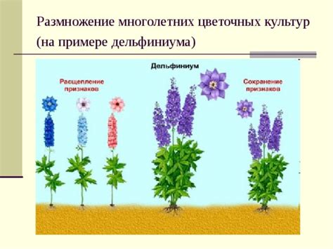 Размножение и селекция цветов