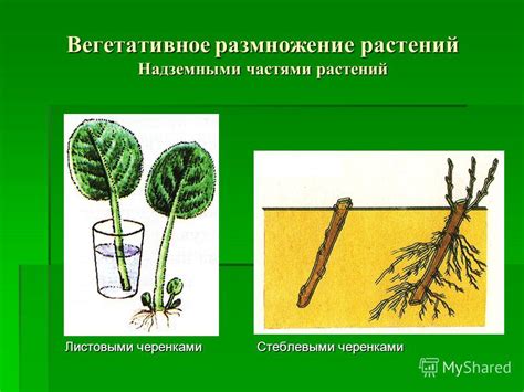 Размножение моллинезий с помощью растений