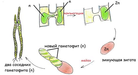 Размножение спирогиры