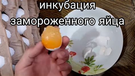 Размораживание замороженных яиц