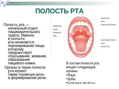 Размягчение пищи в полости рта