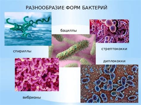 Разнообразие бактерий и их способности