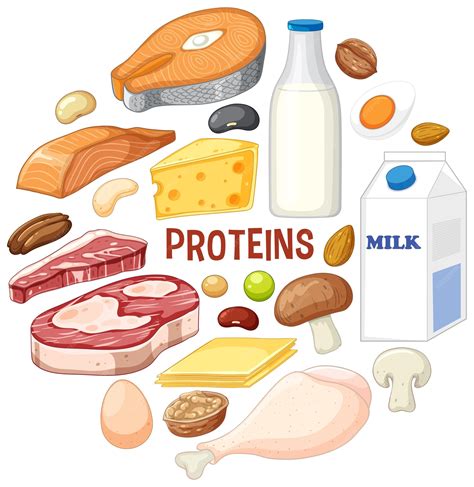 Разнообразие белковых продуктов