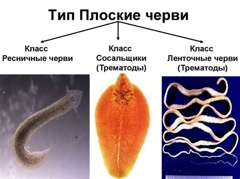 Разнообразие видов плоских червей