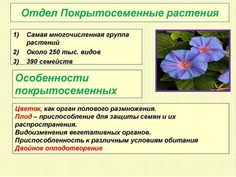 Разнообразие видов покрытосеменных растений