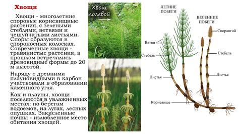 Разнообразие и красота споровых растений