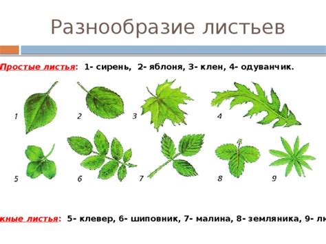 Разнообразие листьев и особенности их сбора