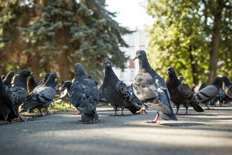 Разнообразие мест обитания голубей в городах