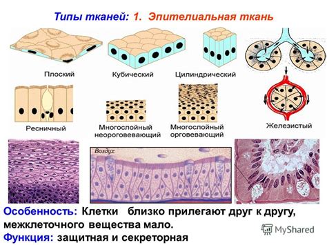 Разнообразие мховой ткани