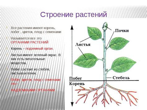 Разнообразие растений и количество листьев