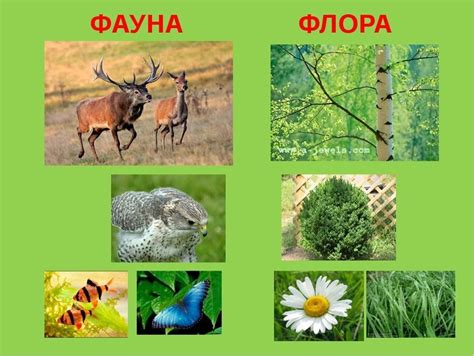 Разнообразие флоры и фауны