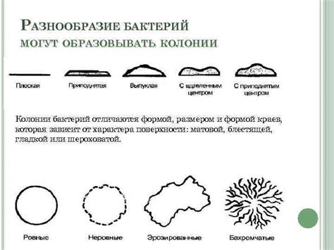 Разнообразие форм скручивания краев