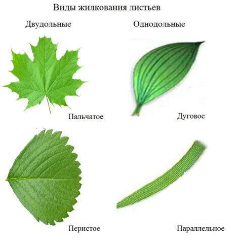 Разнообразьте листья: используйте разные формы и размеры