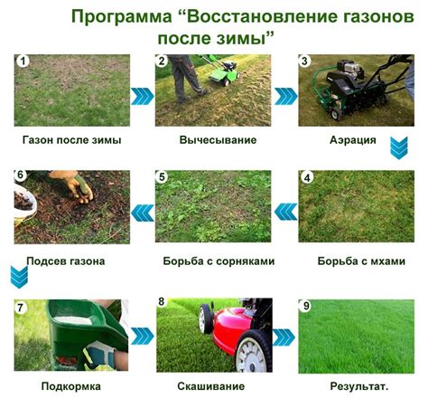 Разработка газонной программы и ухода за газоном для предотвращения роста одуванчиков