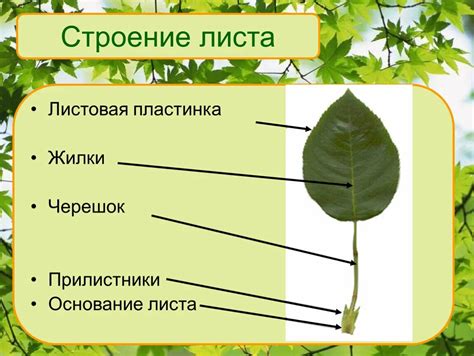 Разработка деталей листа салата: жилки и текстура