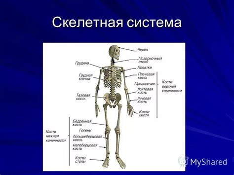 Разработка скелетной системы