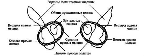 Разработка формы глазной впадины