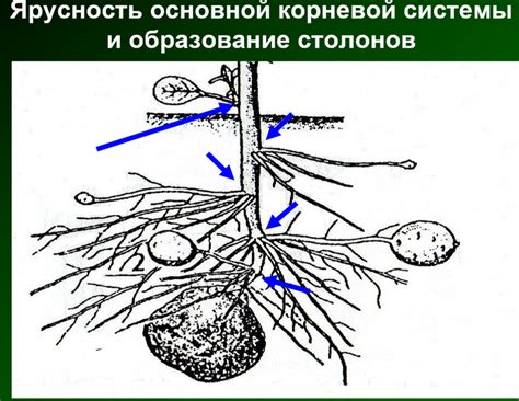 Разработка эффективной системы выращивания