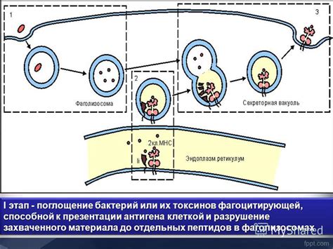 Разрушение бактерий и высвобождение токсинов