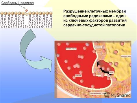 Разрушение клеточных мембран