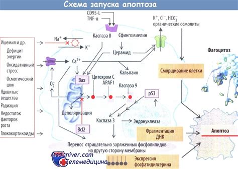 Разрушение механизма вертения