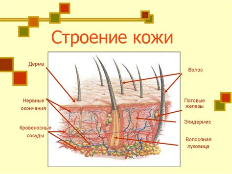 Разрушение структуры кожи