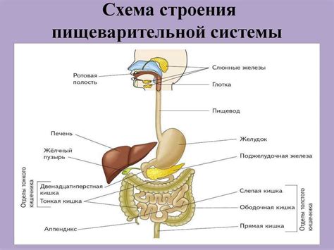 Разрушительные последствия для пищеварительной системы