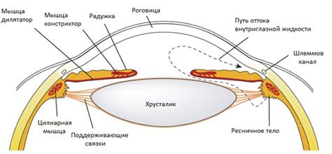 Раннее формирование зрительного аппарата