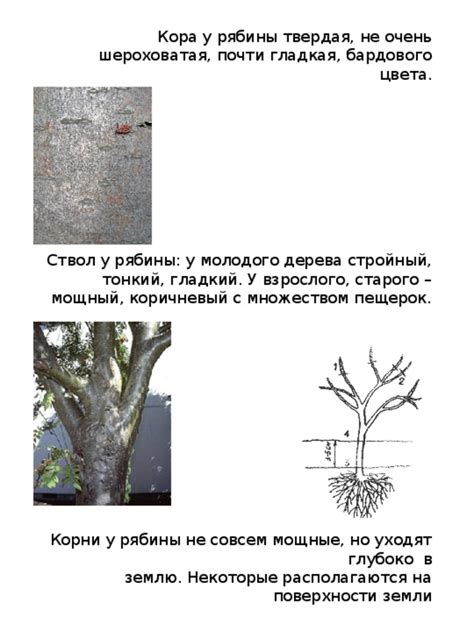 Раскладка рябины на рабочей поверхности