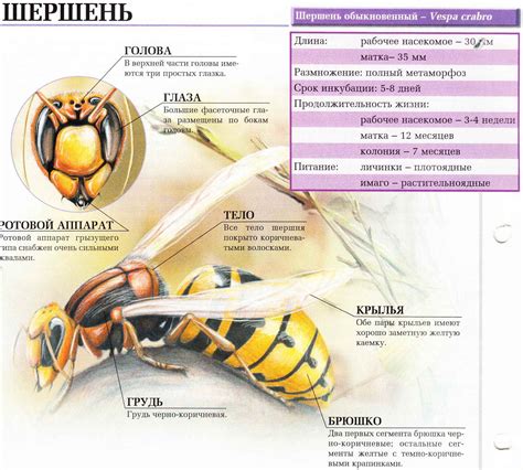 Раскраска шершня