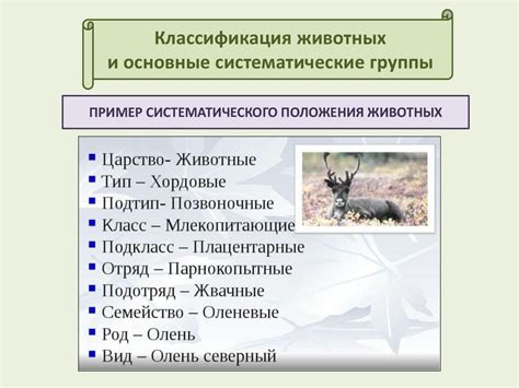 Распознавание видов МКБ: основные категории