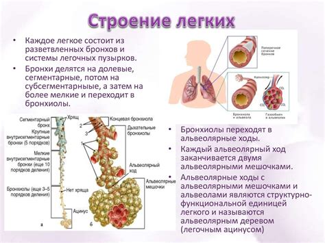 Расположение и структура легких