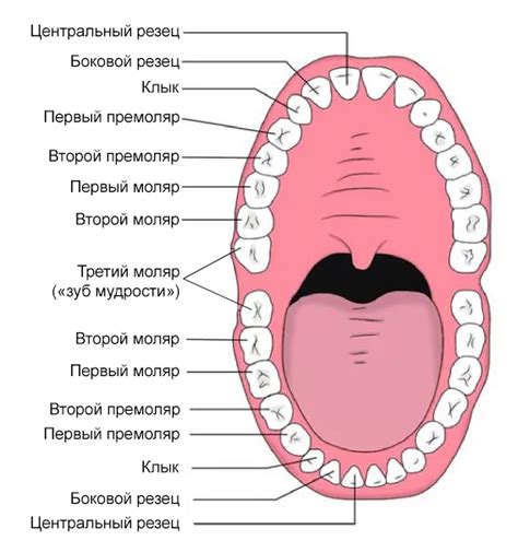 Расположение и форма зубов