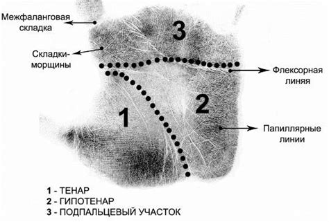 Расположение и форма основных элементов руки