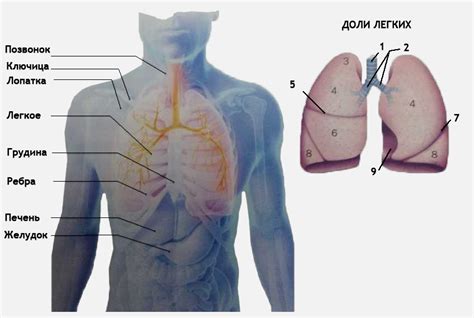 Расположение легких