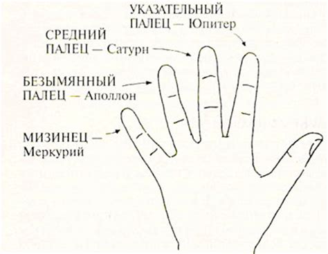 Расположение пальцев на руках и их последовательность