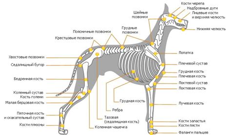 Расположение собаки на изображении