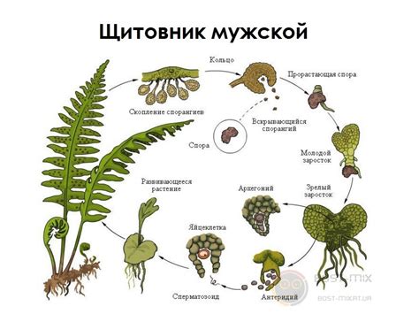 Расположение спорангиев на листе