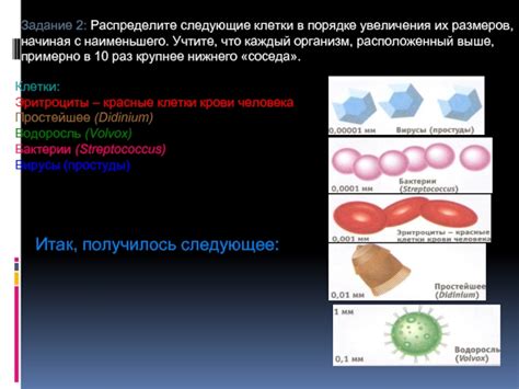 Распределите клетки