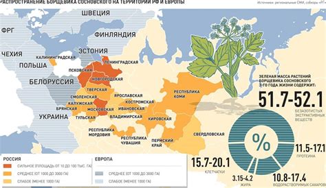 Распространение борщевика и его последствия