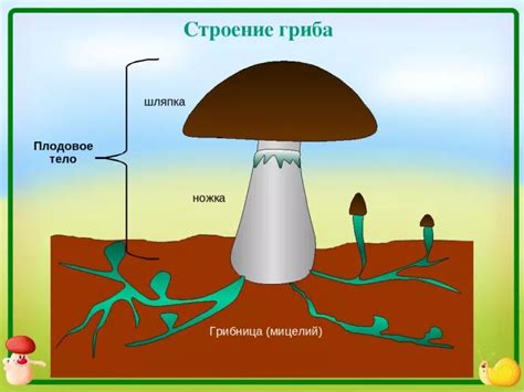 Распространение грибницы