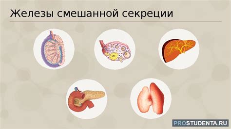 Распространение желез смешанной секреции