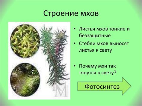 Распространение оленего мха