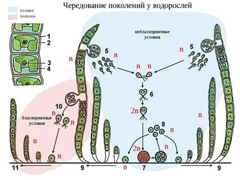 Распространение спирогиры