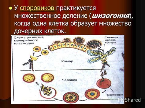 Распространенность феномена отсутствия спорогоний у споровиков