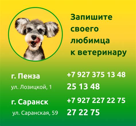 Распространенные ошибки при уходе за собакой во время течки