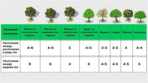 Расстояние между яблонями для опыления