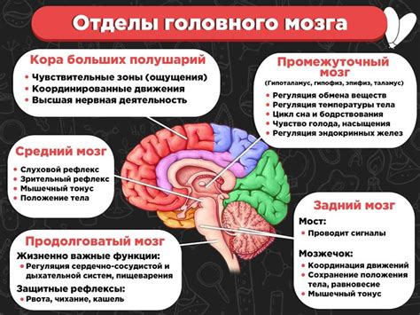 Расстройства головного мозга и их влияние